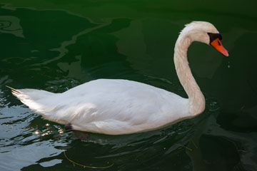 _MG_7826_joutsen.jpg