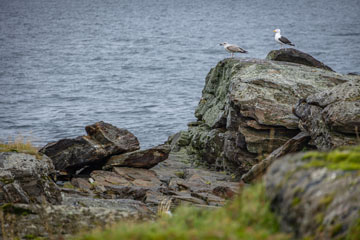 _79A2249-karlsoya-lokit.jpg
