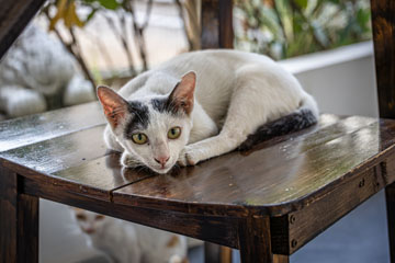 _79A3760-cat-on-a-chair.jpg