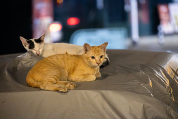 _79A4704-cats-on-a-car.jpg