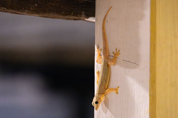 _79A4902-koh-larn-tiny-lizard.jpg