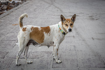 _79A5028-koh-larn-doggy.jpg