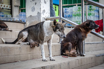 _79A5055-koh-larn-doggos.jpg