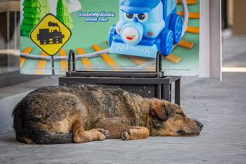_79A5195-pattaya-doggo-sleeping.jpg