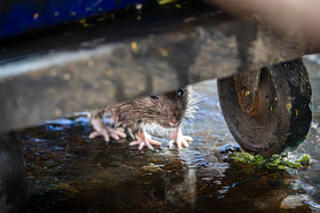 _79A5394-khlong-toei-rattus.jpg