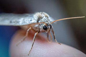 _79A0726-some-moth.jpg
