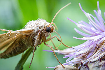_79A0749-some-butterfly.jpg