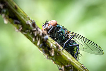 _79A0751-fly.jpg