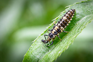 _79A0776-ladybug-larva-eating-aphid.jpg