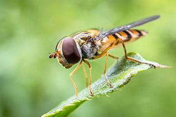 _79A1508-marmelade-hoverfly.jpg