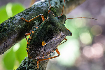 _79A1632-forest-bug.jpg