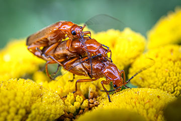 _79A1663-common-red-soldier-beetle-threesome.jpg