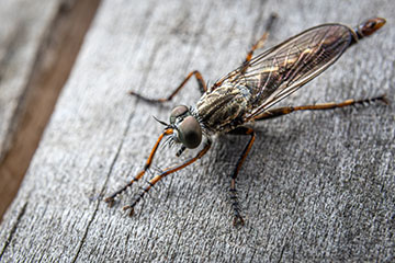 _79A1799-robber-fly.jpg