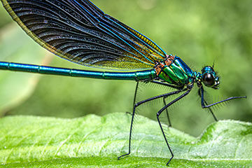_79A1811-beautiful-demoiselle.jpg