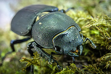 _79A1841-lesser-stag-beetle.jpg