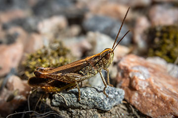 _79A1857-grasshopper.jpg