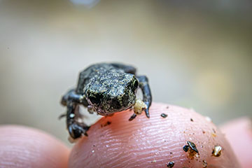 _79A1983-tiny-toad.jpg