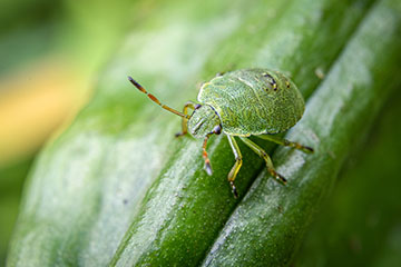 _79A2151-baby-green-shield-bug.jpg