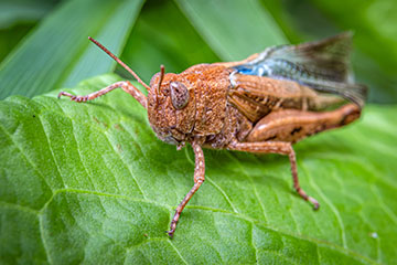 _79A2185-grasshopper.jpg