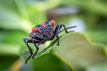 _79A2218-cinnamon-bug.jpg