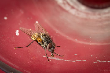 _79A2958-fly.jpg