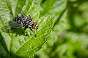 _79A7693-fly.jpg