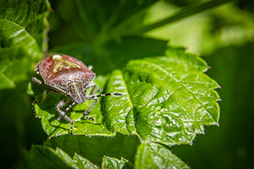 _79A7698-lude.jpg