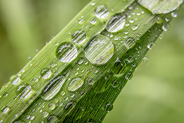 _79A7792-water-drops.jpg