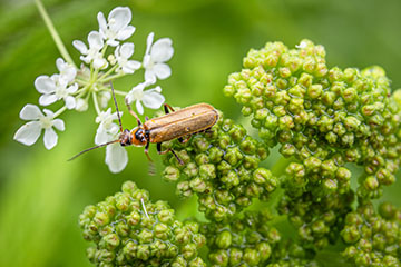 _79A7807-some-bug.jpg