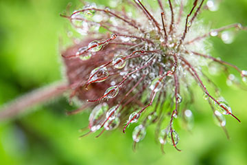 _79A7820-water-drops-on-a-flower.jpg