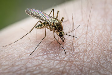 _79A7843-mosquito.jpg