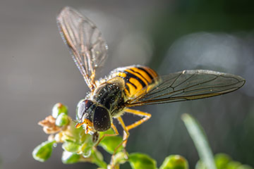 _79A8125-hoverfly.jpg