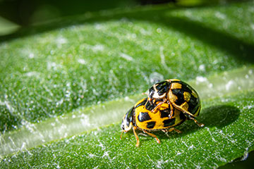 _79A8168-bugs-shagging.jpg