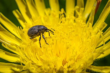 _79A8217-weevil.jpg