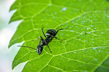 _79A8312-ant.jpg