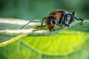 _79A8362-soldier-beetle.jpg