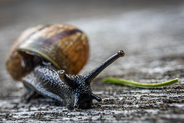 _79A8472-snail.jpg