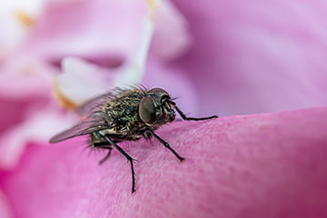 _79A8501-fly.jpg