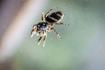 _79A8573-zebra-spider.jpg