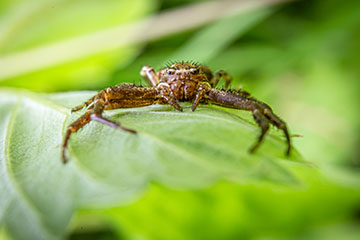 _79A8634-crab-spider.jpg