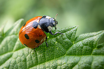 _79A8698-ladybug.jpg