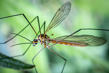 _79A8722-crane-fly.jpg