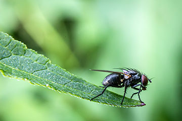_79A8752-fly.jpg